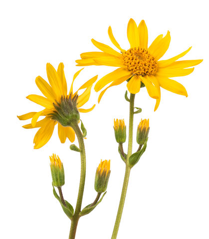 Arnica flower